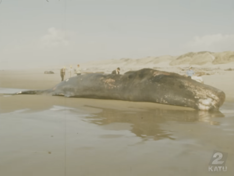 oregon whale on beach